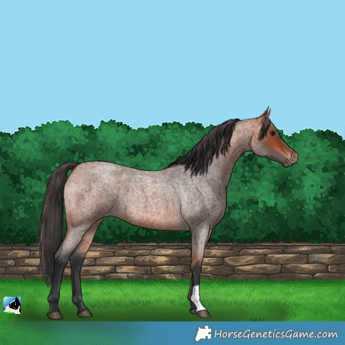 Horse Color:Bay Roan