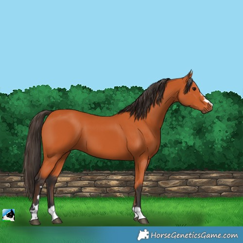 Horse Color:Bay 