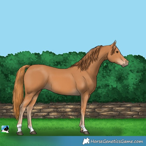 Horse Color:Chestnut 