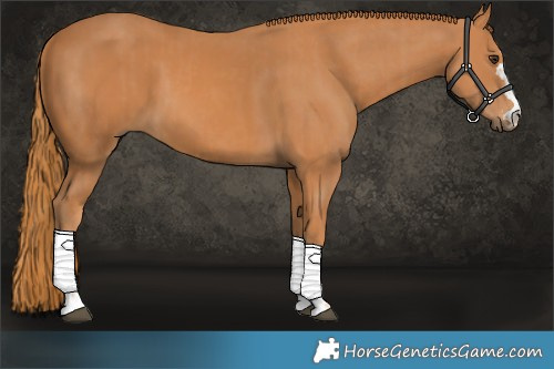 Horse Color:Chestnut  and Chestnut 