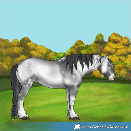 Horse Color:White Spotted Brown Chinchilla Onyx Sabino 