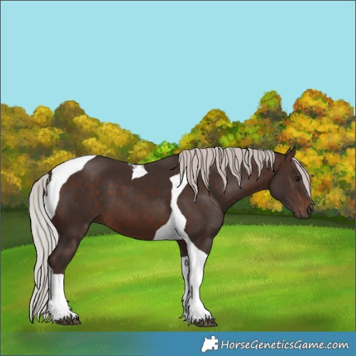 Horse Color:Silver Brown Tobiano 