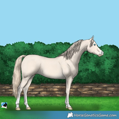 Horse Color:Perlino