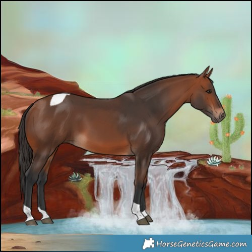 Horse Color:Bay Tobiano 