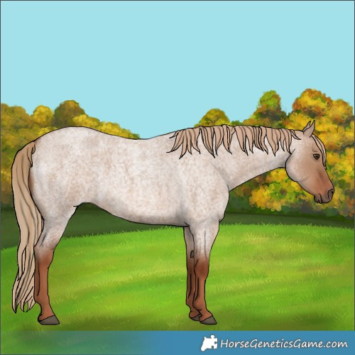 Horse Color:Red Dun Roan 