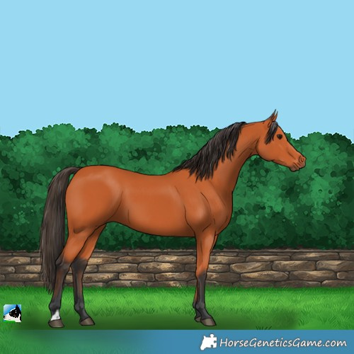 Horse Color:Bay 