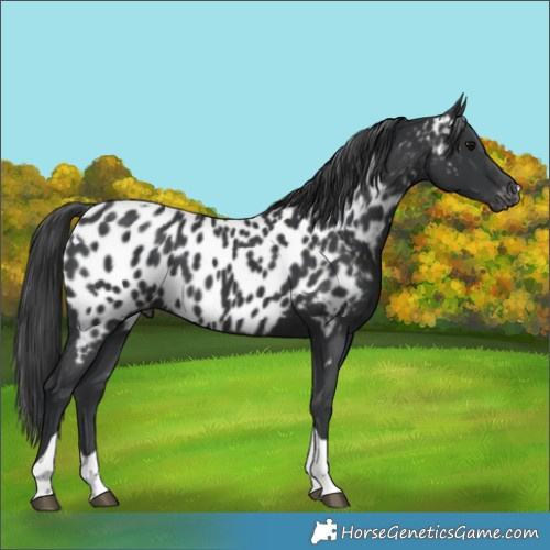 Horse Color:Black Tobiano Appaloosa