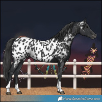 Horse Color:Black Tobiano Near Leopard