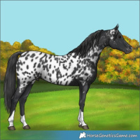 Horse Color:Black Tobiano Near Leopard