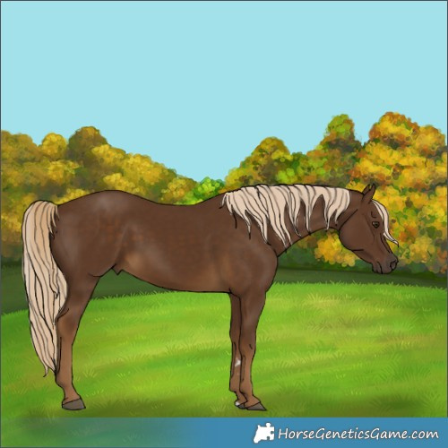 Horse Color:Chocolate Palomino