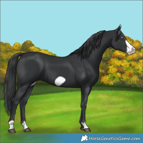 Horse Color:Black Frame 