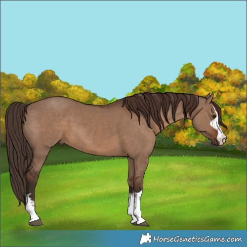 Horse Color:Liver Red Dun