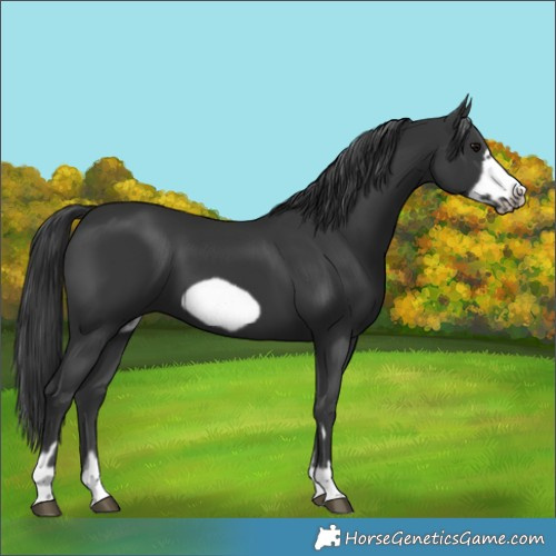 Horse Color:Black Frame