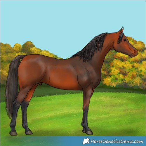 Horse Color:Bay 