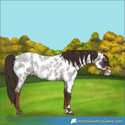 Horse Color:Liver Red Roan Splash Near Leopard