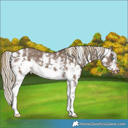 Horse Color:Liver Red Dun Sabino Frame Varnish Rabicano 