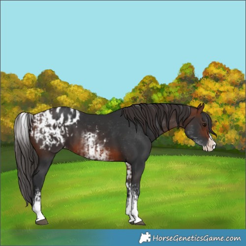 Horse Color:Brown Sabino Splash Blanket and White Spotted Brown Splash Blanket