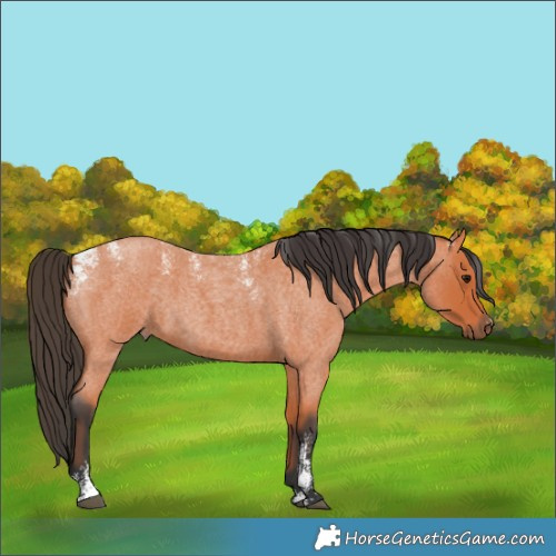 Horse Color:Powder White Bay Roan