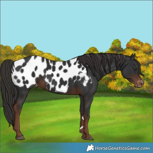 Horse Color:Liver Chestnut Near Leopard