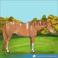 Horse Color:Powder White Chestnut 