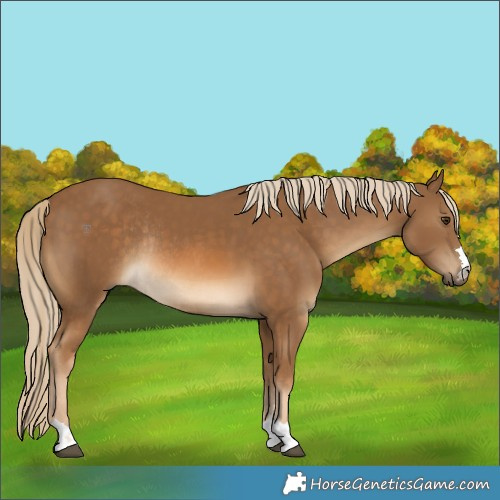 Horse Color:Chocolate Palomino Rabicano