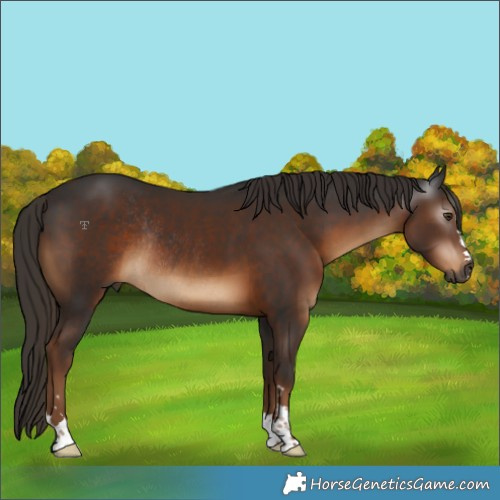 Horse Color:Gray Liver Chestnut Rabicano