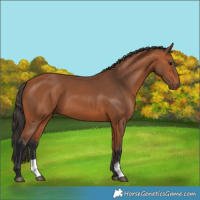Horse Color:Bay 