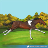 Horse Color:Bay Tobiano 