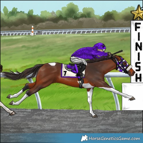 Horse Color:Bay Tobiano