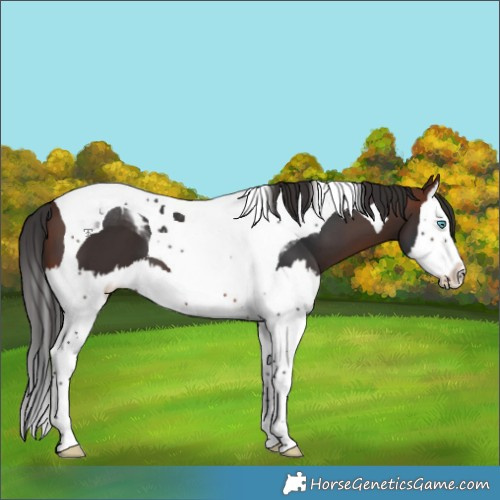 Horse Color:Brown Splash Tobiano