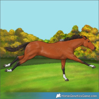 Horse Color:Bay Tobiano