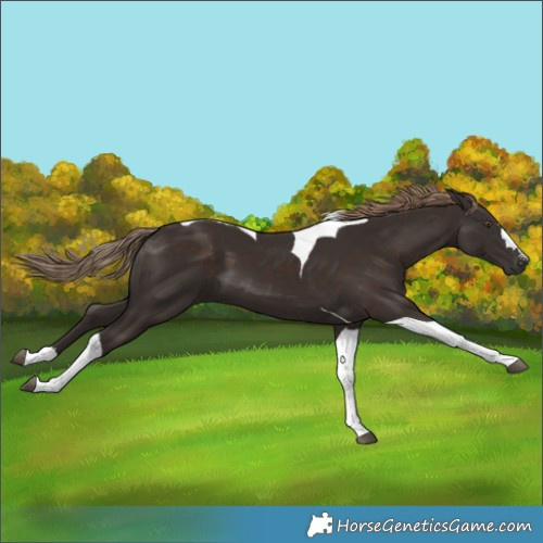 Horse Color:Liver Chestnut Tobiano