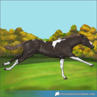 Horse Color:Liver Chestnut Tobiano 