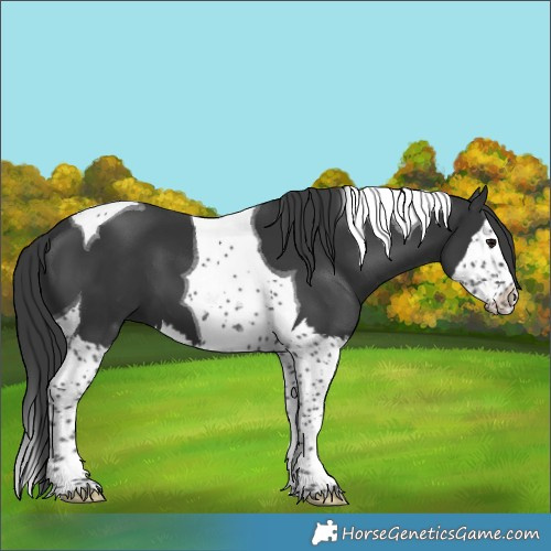 Horse Color:Black Splash Tobiano