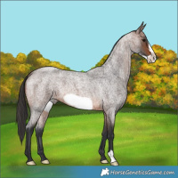 Horse Color:Brown Roan Frame