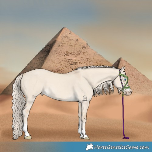 Horse Color:Cremello Dun