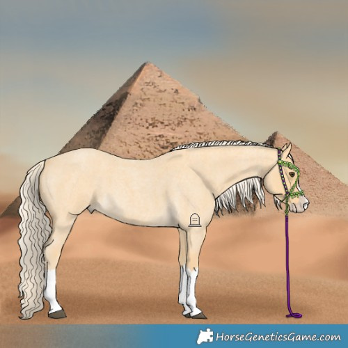 Horse Color:Palomino Roan Splash 