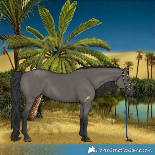Horse Color:Grullo