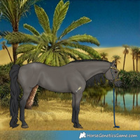 Horse Color:Grullo 