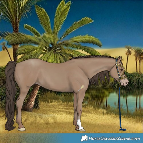 Horse Color:Classic Champagne 