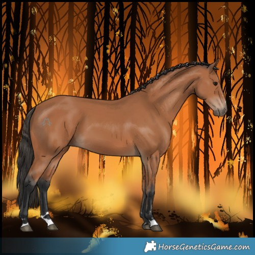 Horse Color:Bay 