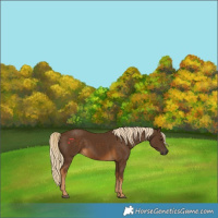 Horse Color:Chocolate Palomino 