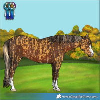 Horse Color:Palomino  and Liver Chestnut 