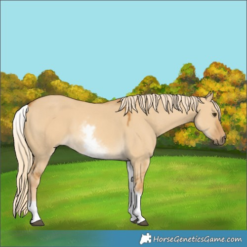Horse Color:White Spotted Palomino Dun 
