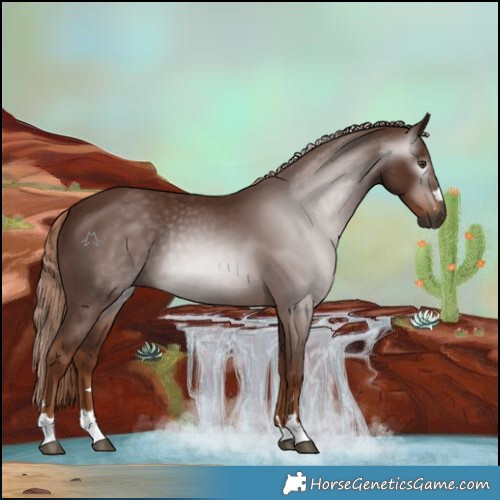 Horse Color:Gray Chestnut 