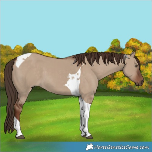 Horse Color:Liver Red Dun Tobiano