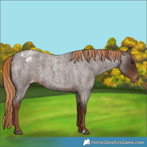 Horse Color:Liver Red Roan Varnish