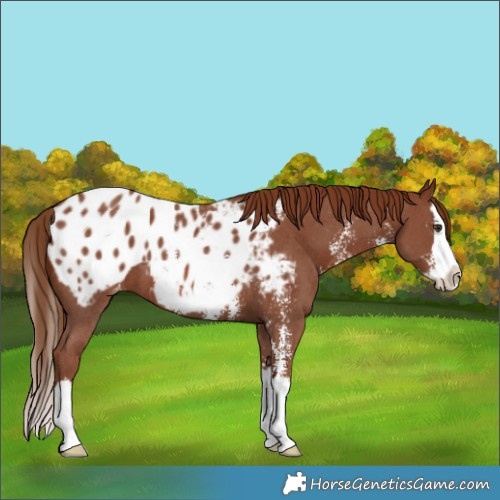 Horse Color:Chestnut Sabino Splash Appaloosa