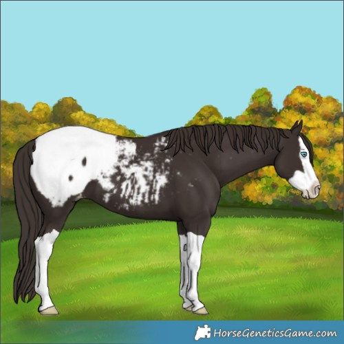 Horse Color:Liver Chestnut Splash Appaloosa