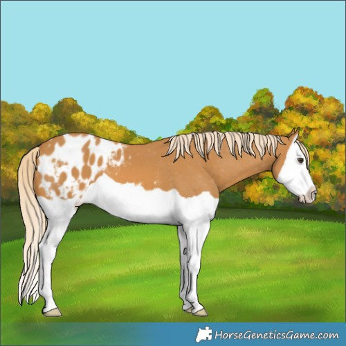 Horse Color:Palomino Splash Appaloosa